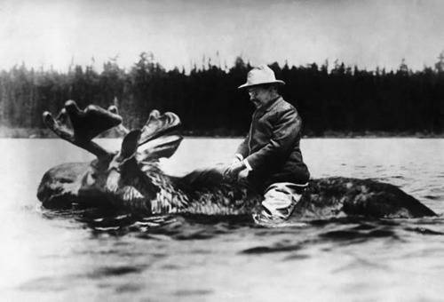 roosevelt riding a moose